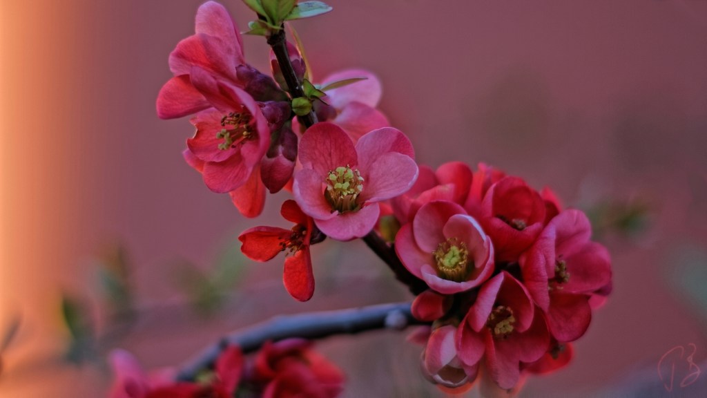 THURSDAY’S SPECIAL: VERNAL