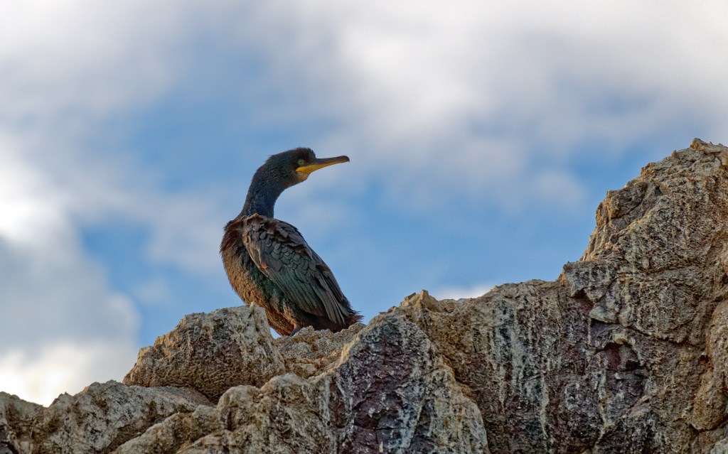 THURSDAY’S SPECIAL: PICK A WORD – AUGUST&nbsp;2021